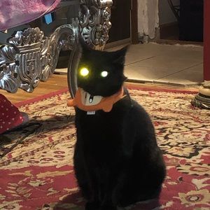 Meet your Posher, Sheba